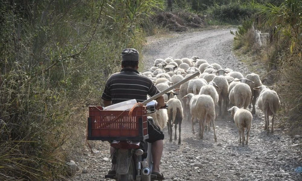 Λάρισα: Bοσκός πήγε για δουλειά και βρέθηκε όμηρος 2 κτηνοτρόφων για 9 μήνες με ξύλο και απειλές